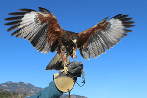 Falconry Items